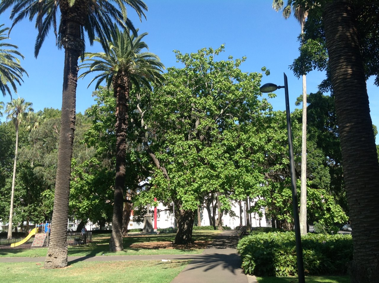 Indian Bean and Canary Island Date Palm