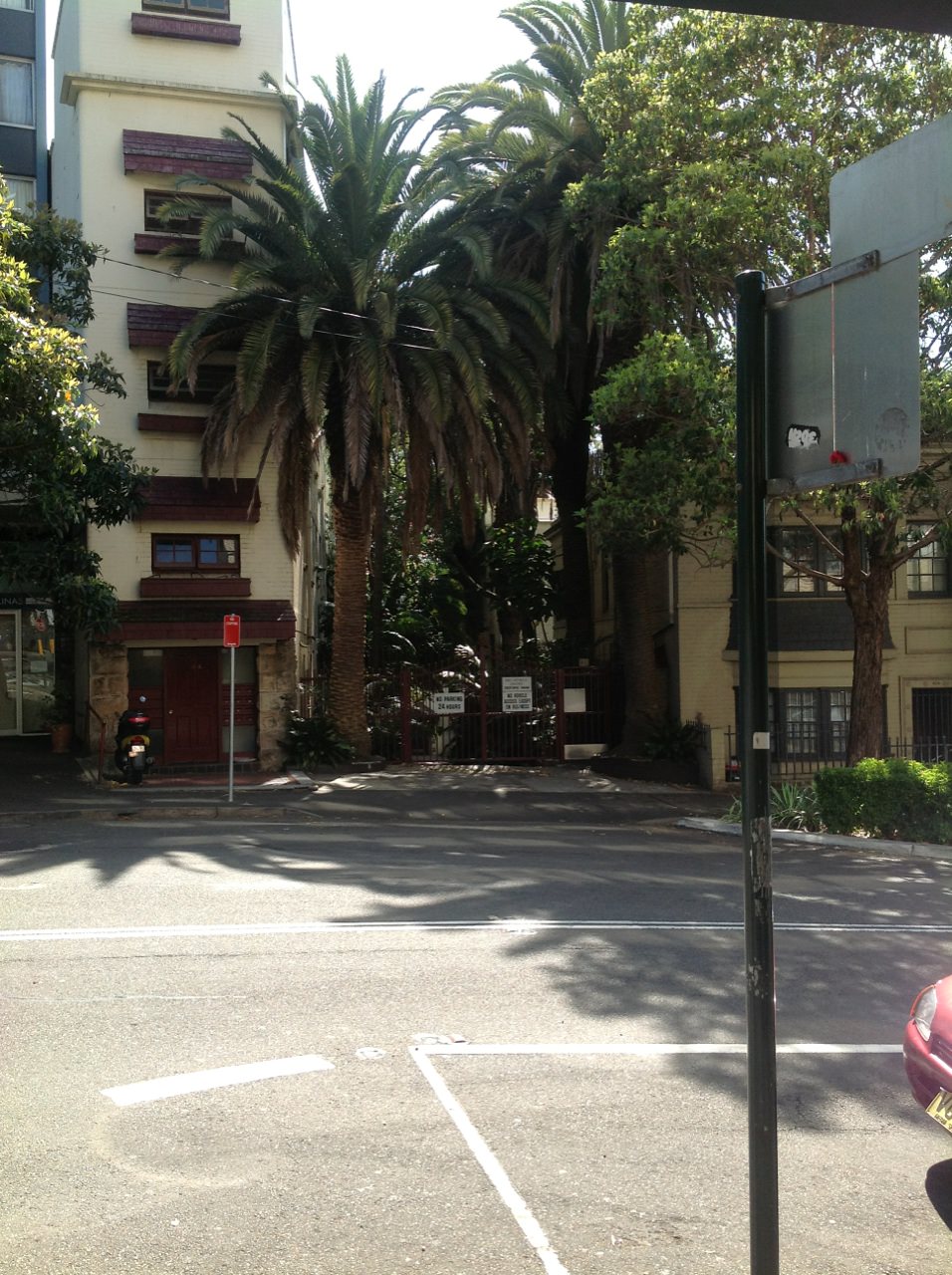 Canary Island Date Palms 