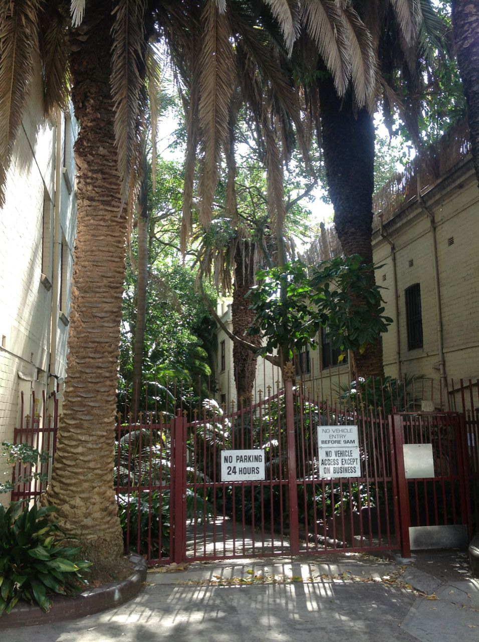  Canary Island Date Palms 