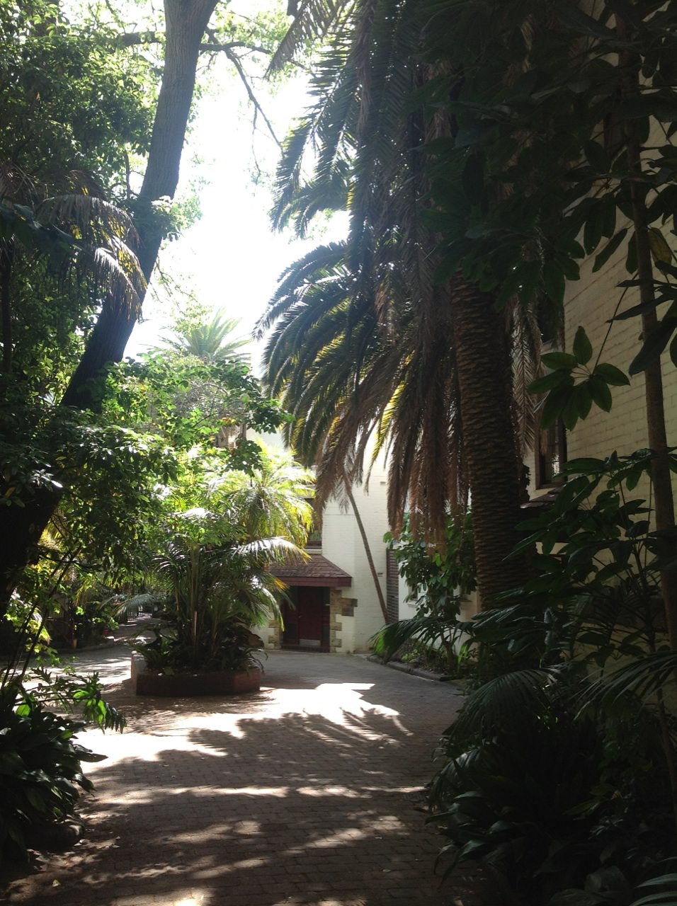 Canary Island Date Palms