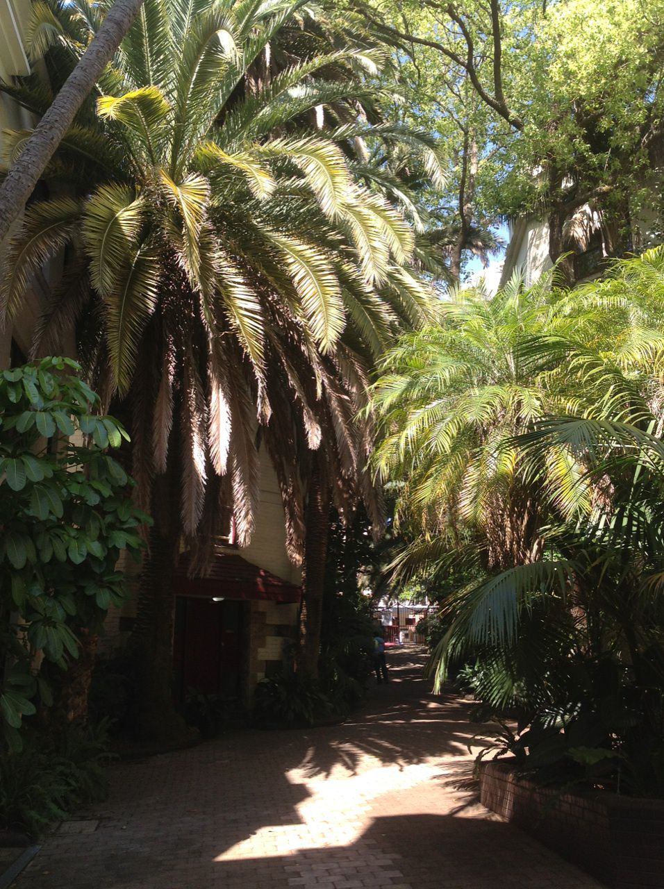 Canary Island Date Palms 