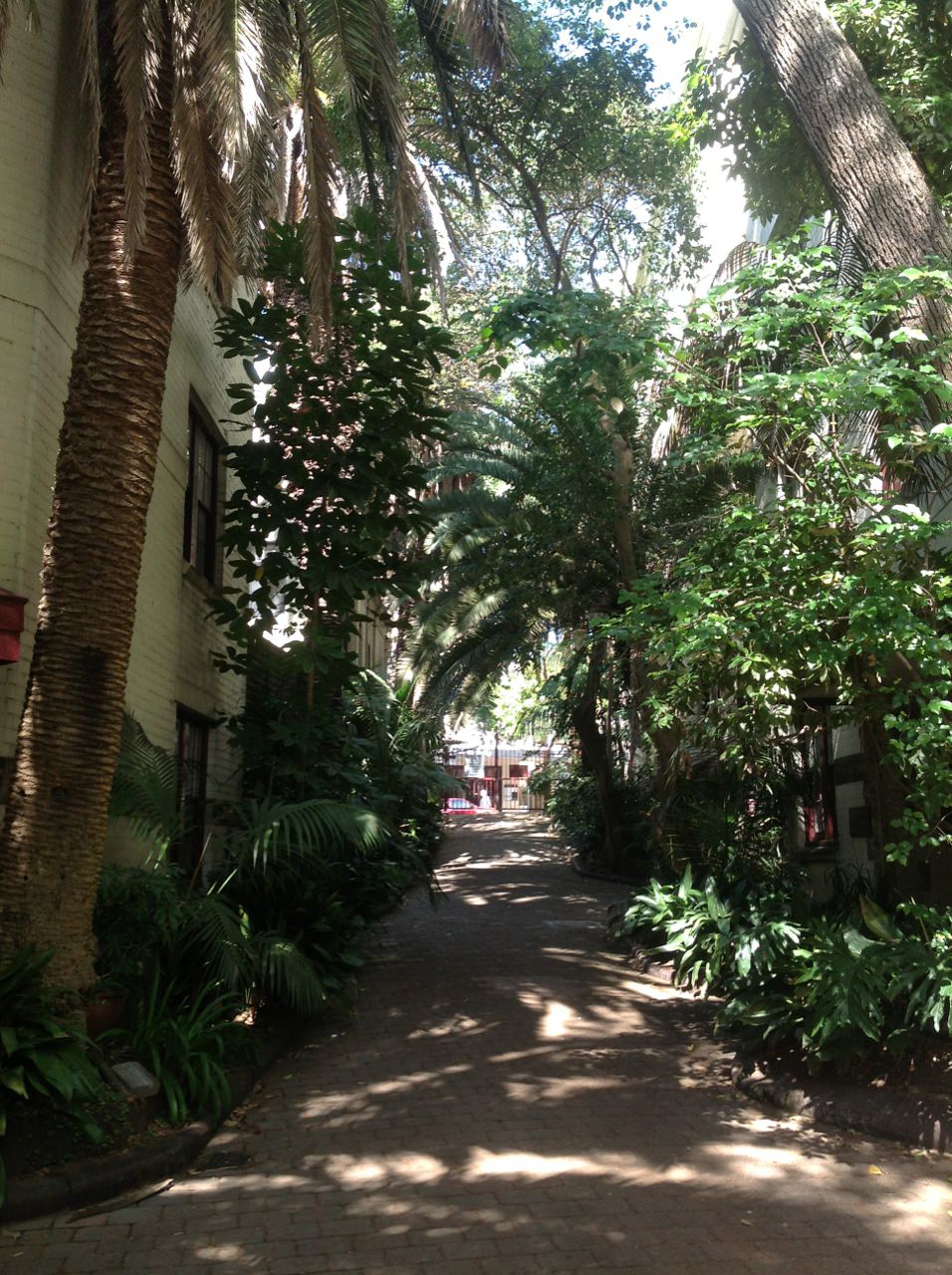 Canary Island Date Palms