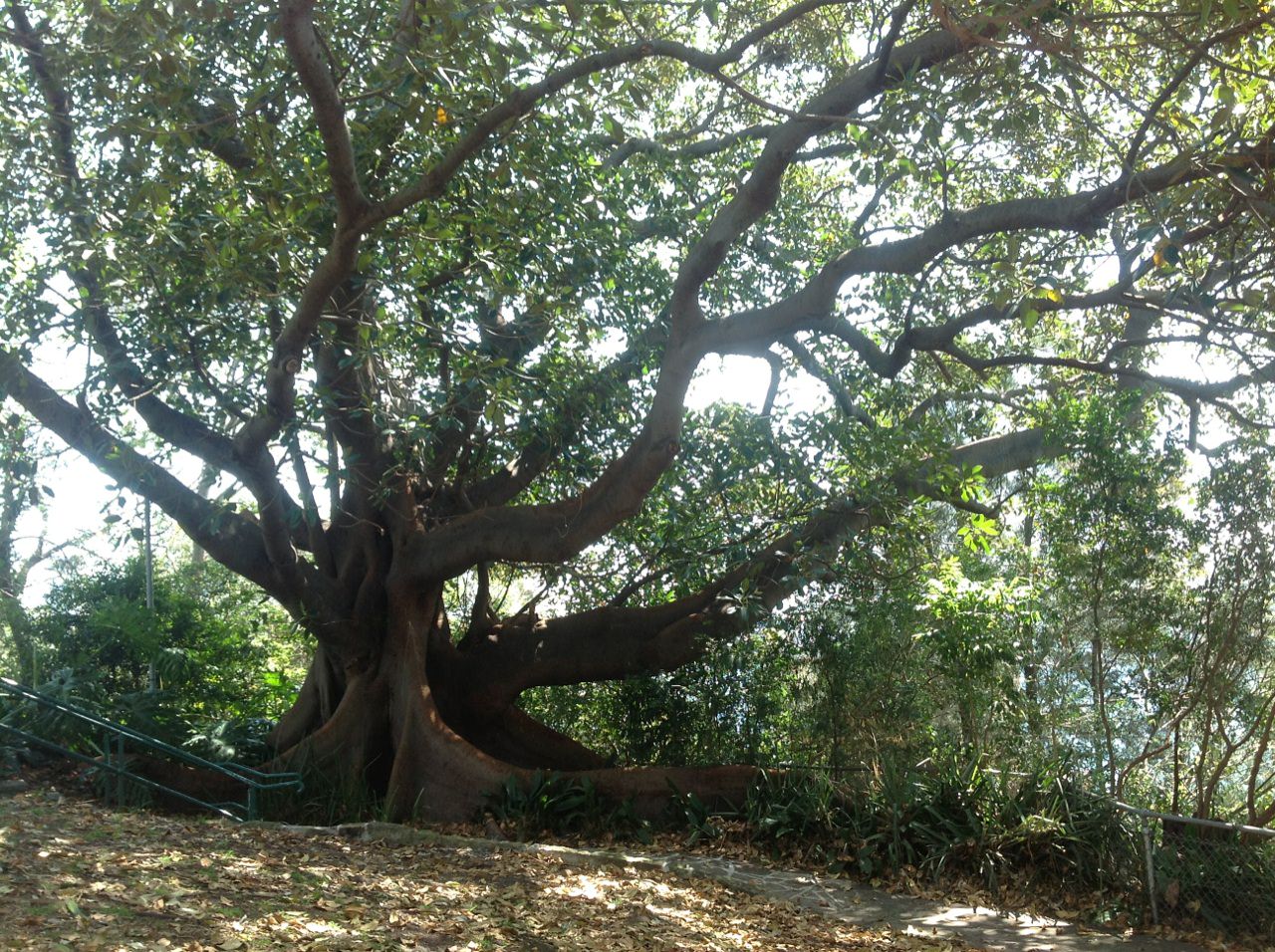 Moreton Bay Figs