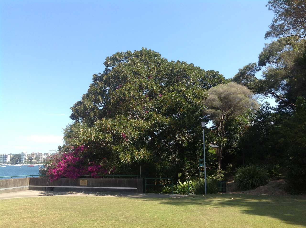 Moreton Bay Figs