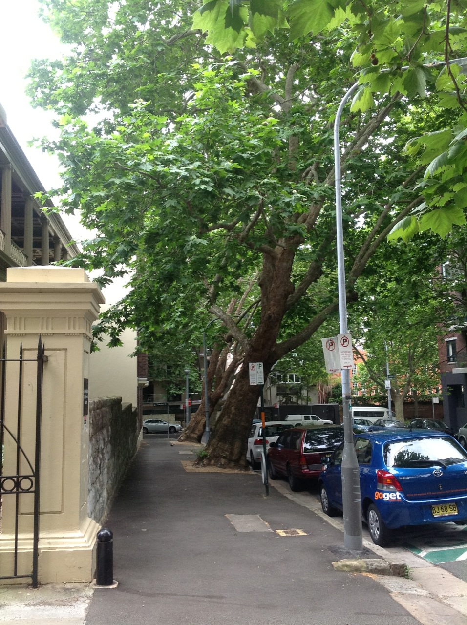 London Plane Tree 