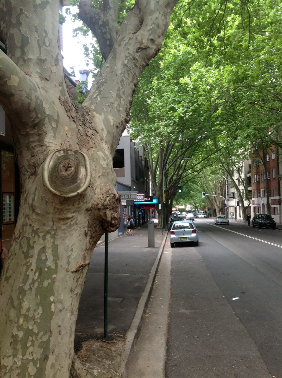 London Plane Trees 