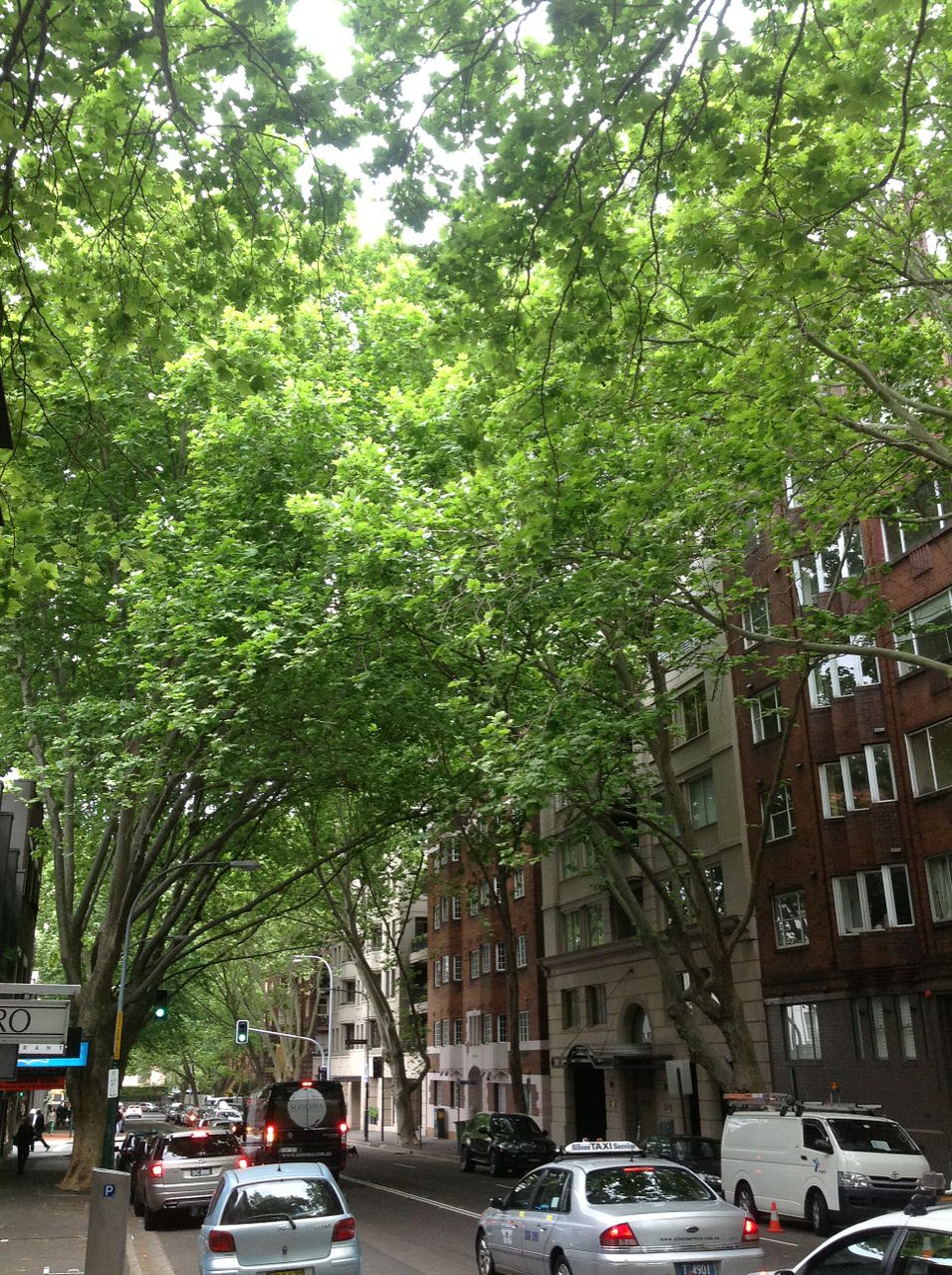 Macleay Street Significant Trees