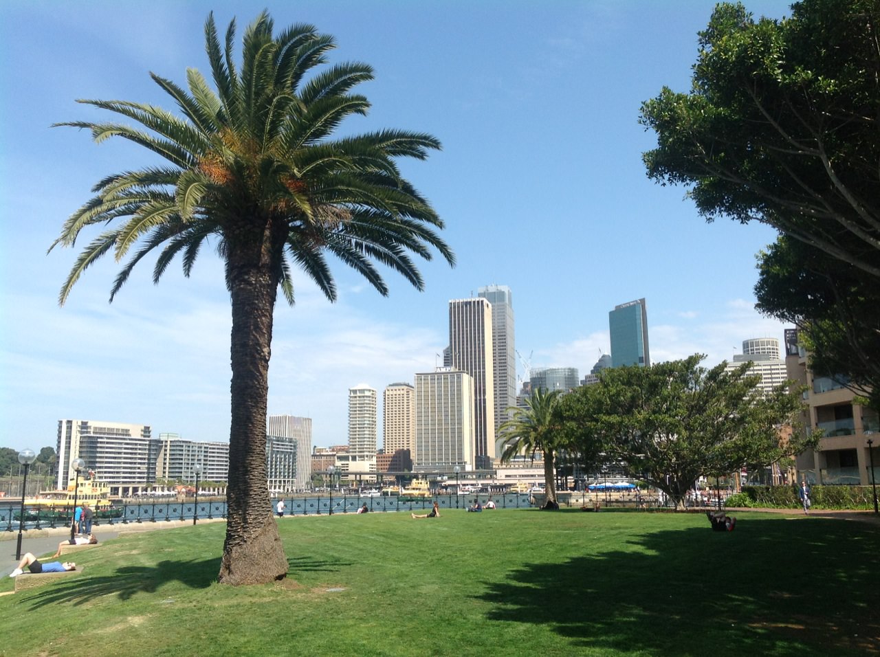 Canary Island Date Palm