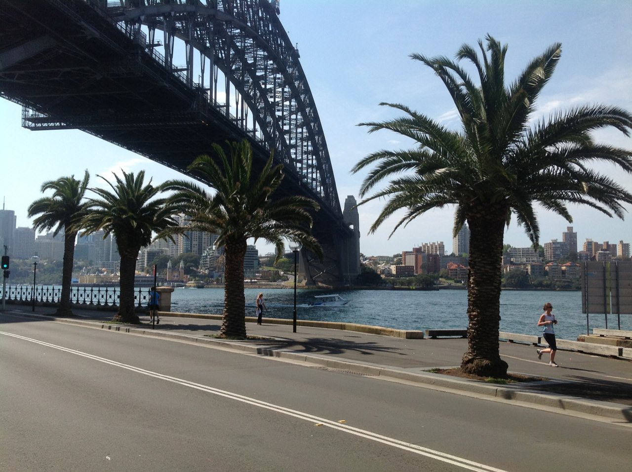 Canary Island Date Palms 