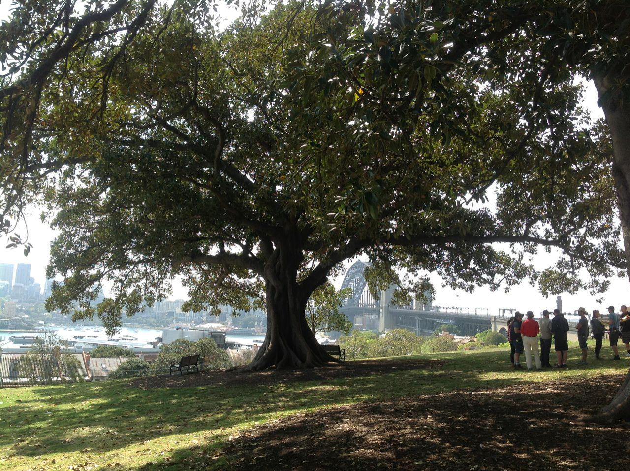 Moreton Bay Fig