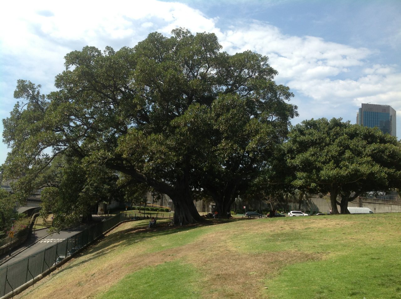 Moreton Bay Fig 