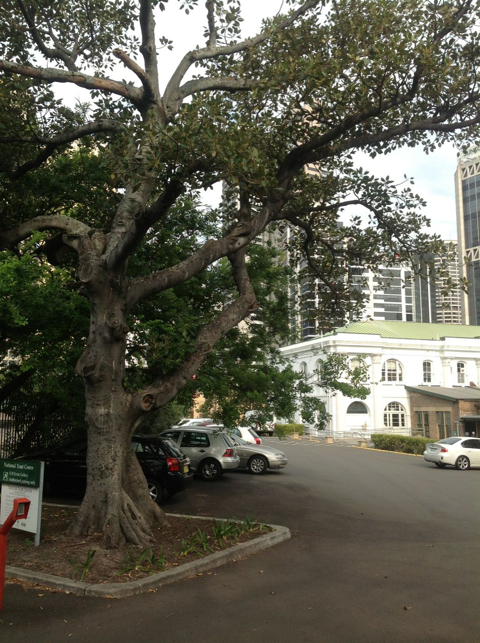 Moreton Bay Fig