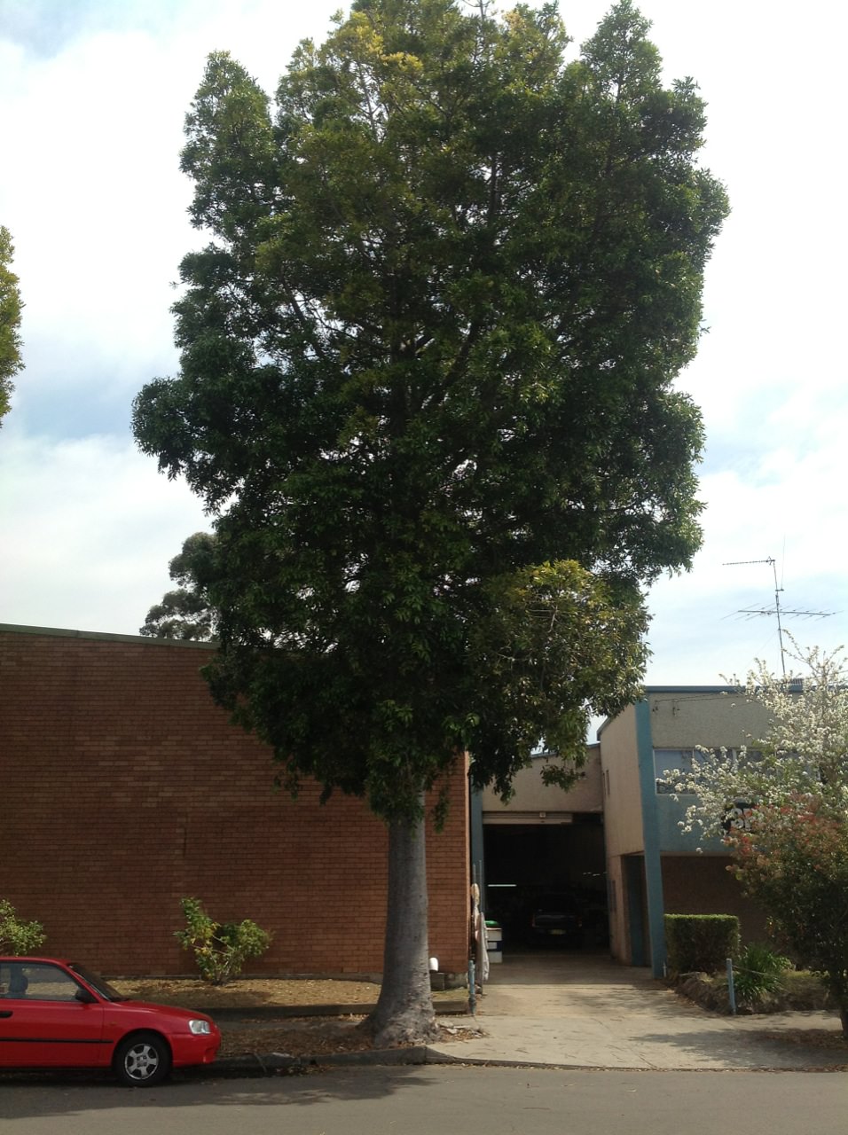 Queensland Kauri Pine