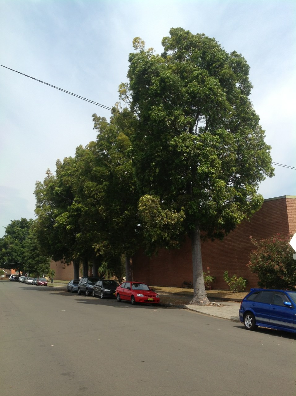Durdans Avenue Significant Trees