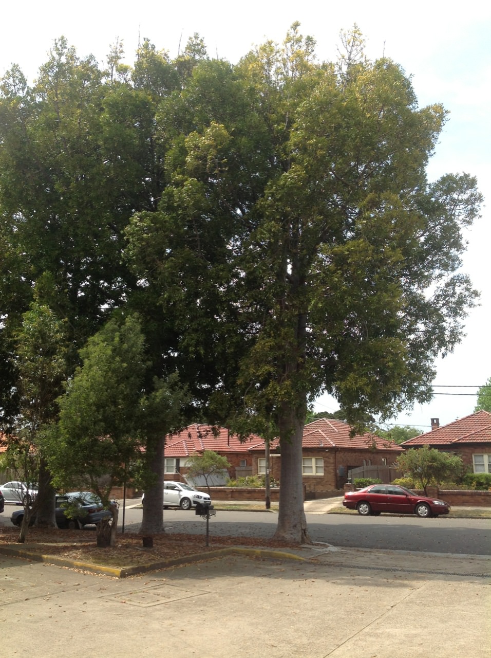 Queensland Kauri Pines 