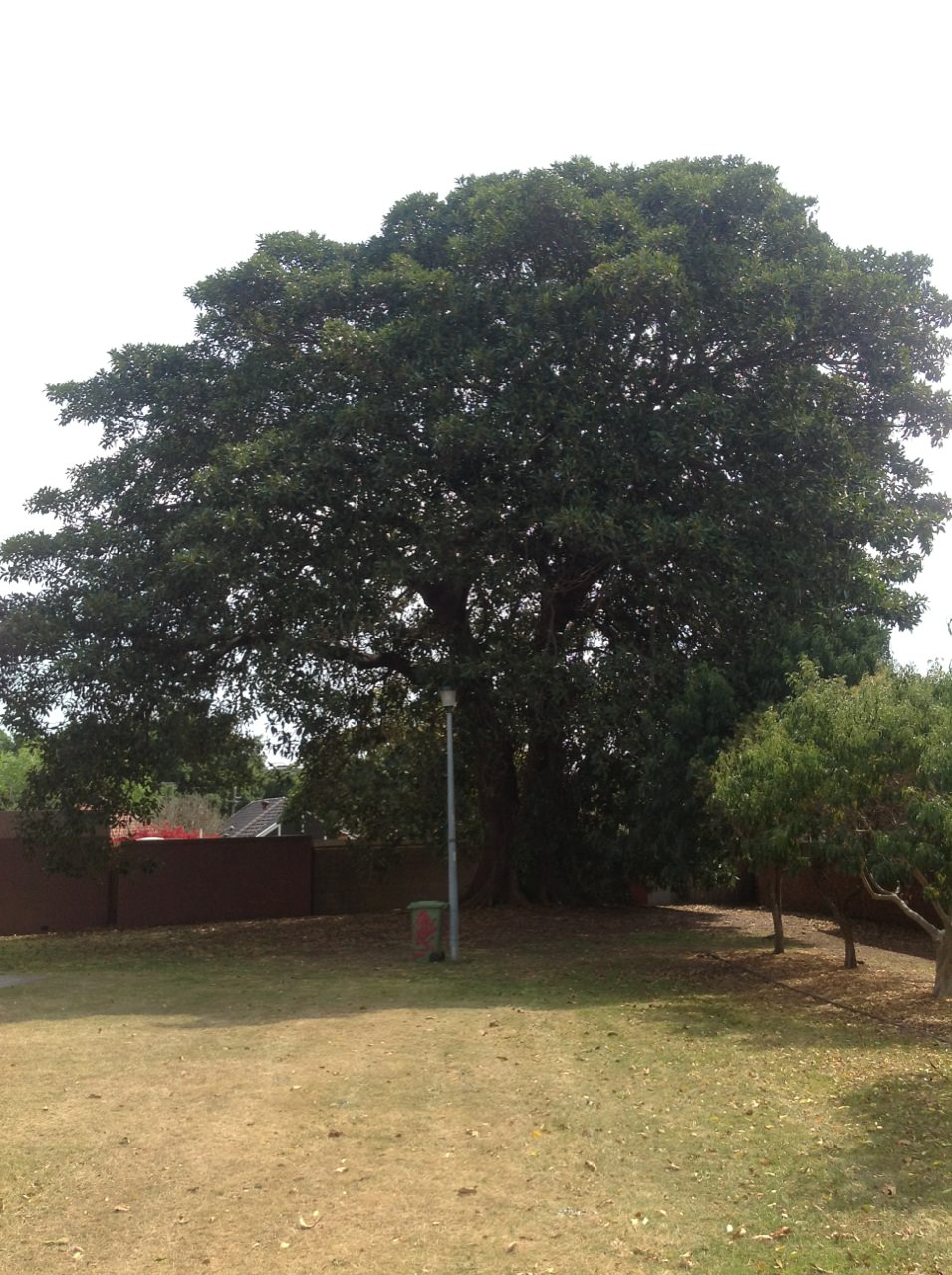Moreton Bay Fig 