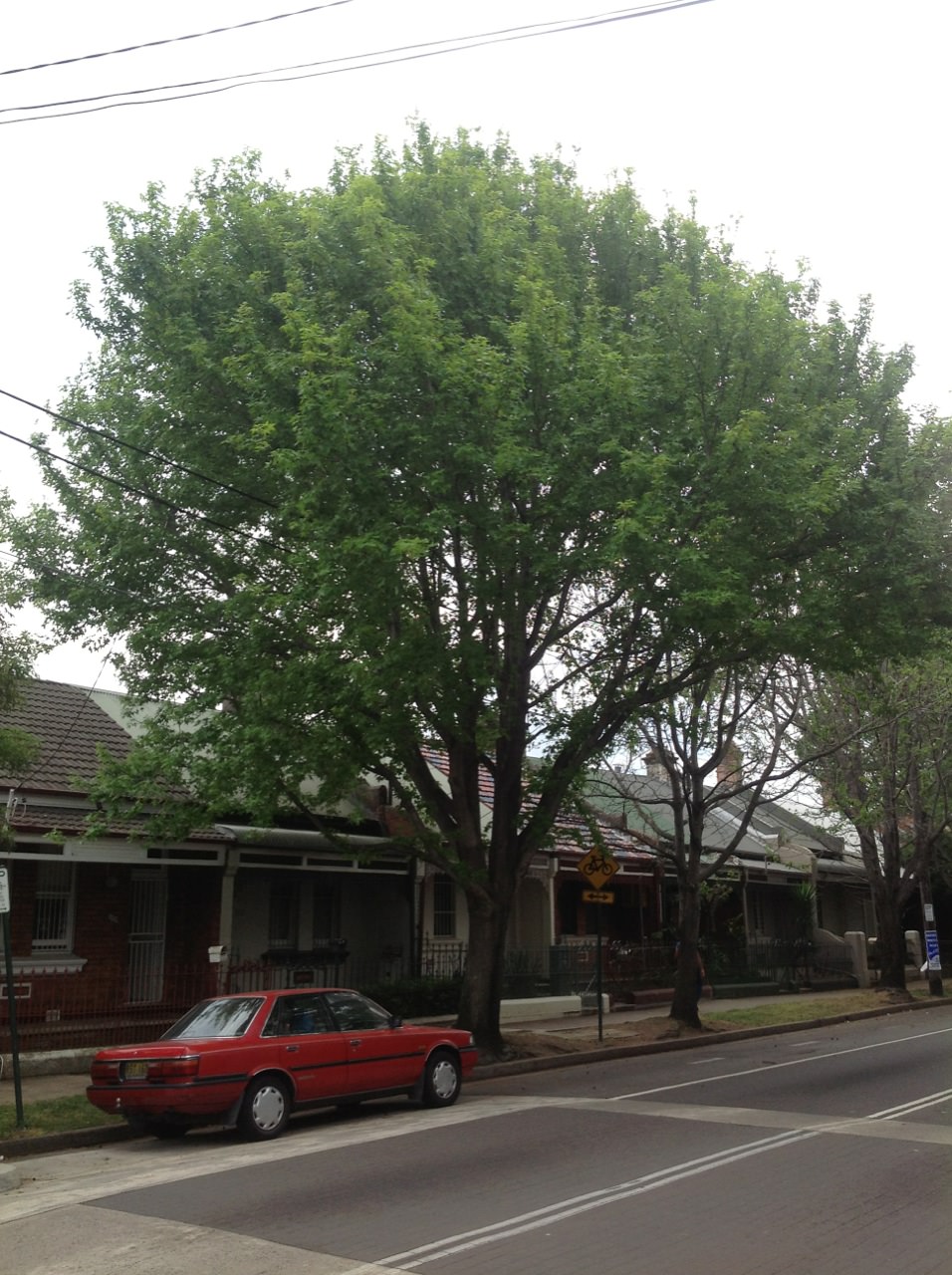 Liquidambar