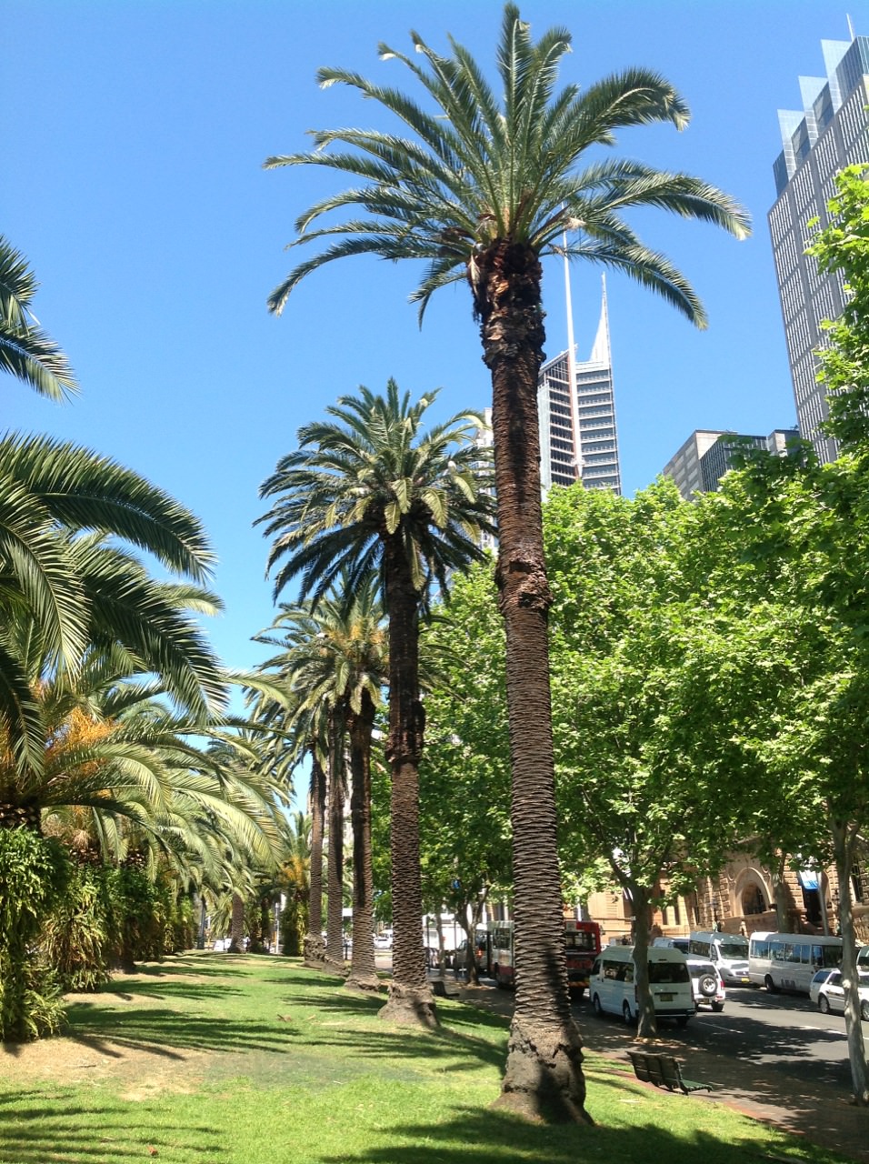 Macquarie Street Palms Significant Trees