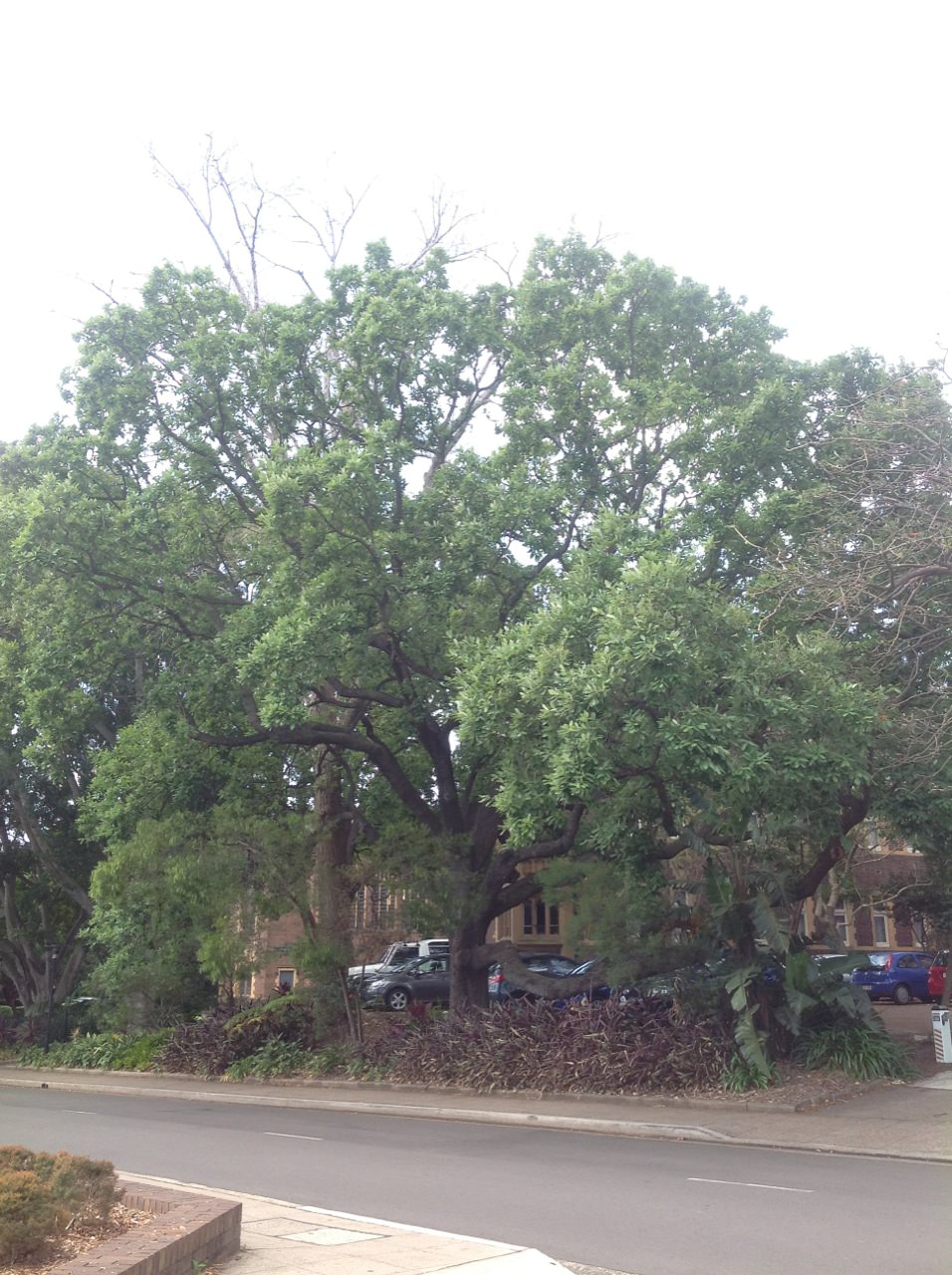 Sawtooth Oak and American Cottonwood 