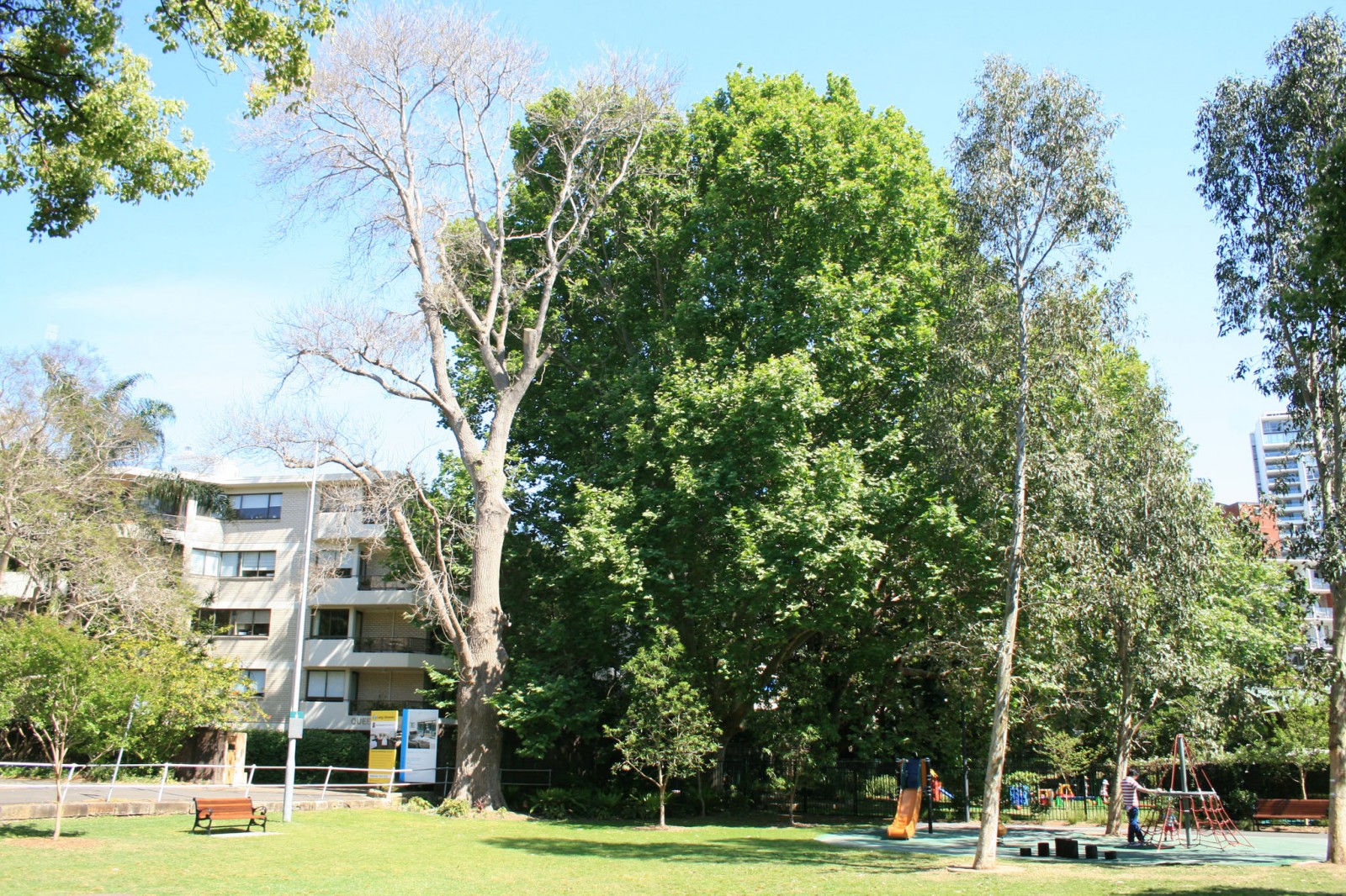 London Plane Tree 