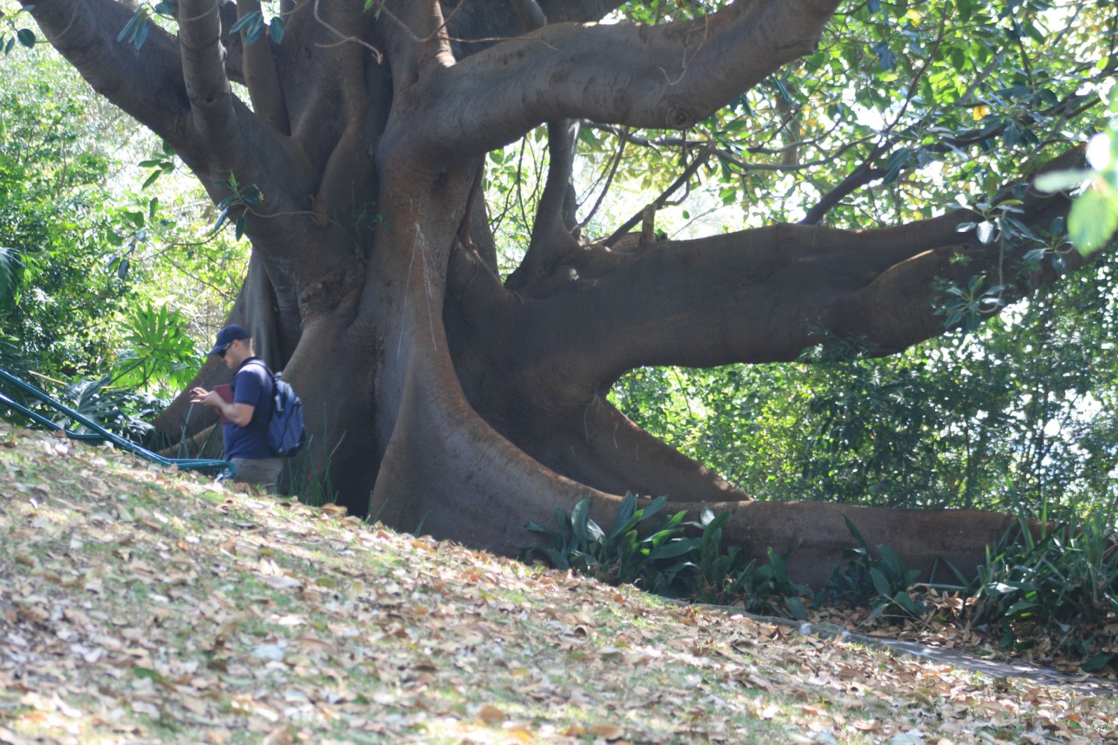 Moreton Bay Fig