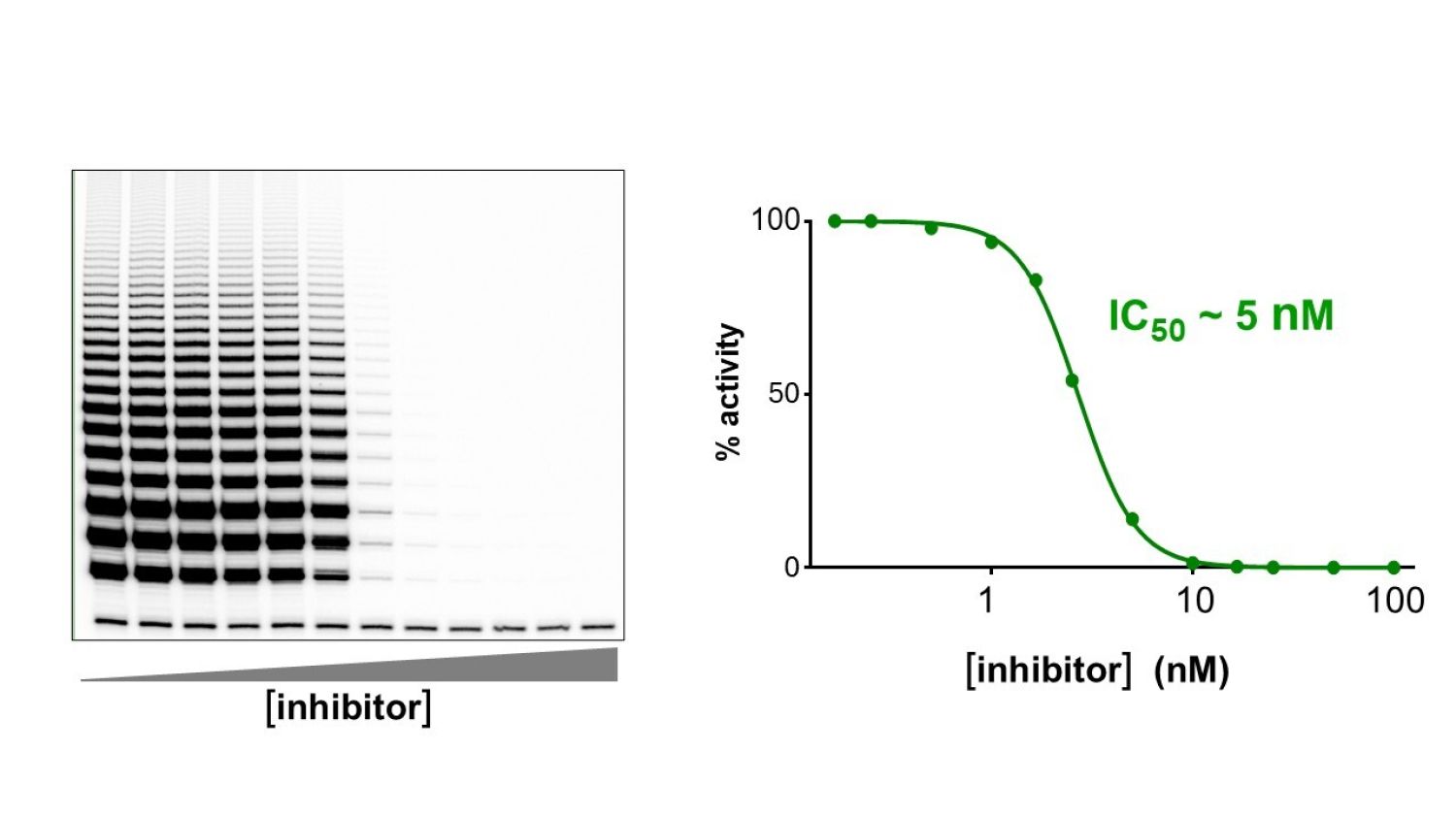 Small molecule inhibitor
