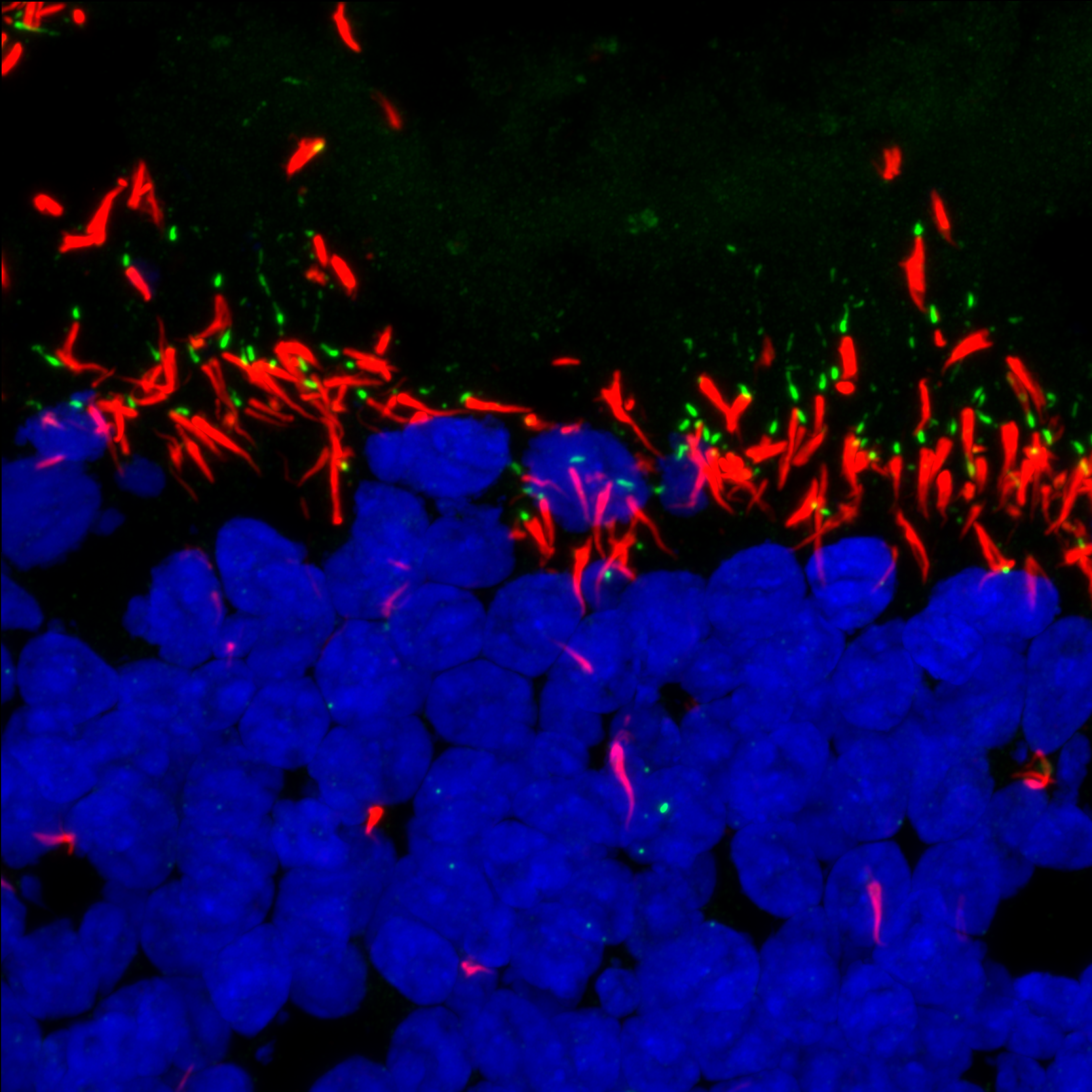 V2 Retinal organoid photoreceptors RPGRIP1 green rootlein red DAPI blue c123