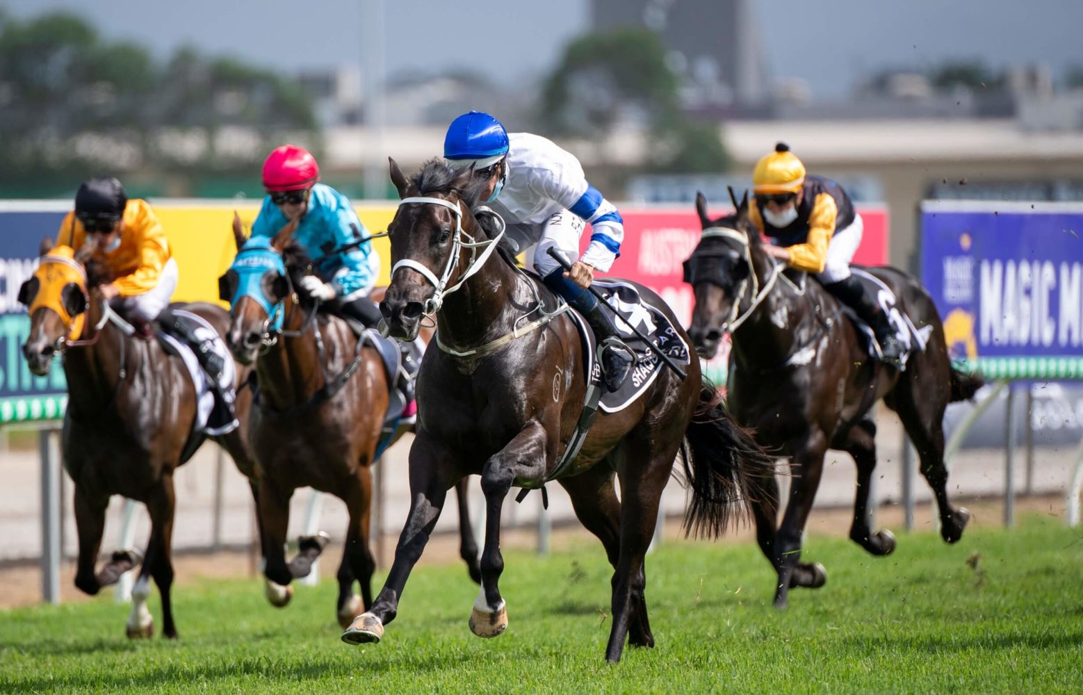 Shaquero Horse Form (Photo: Steve Hart) | Races.com.au
