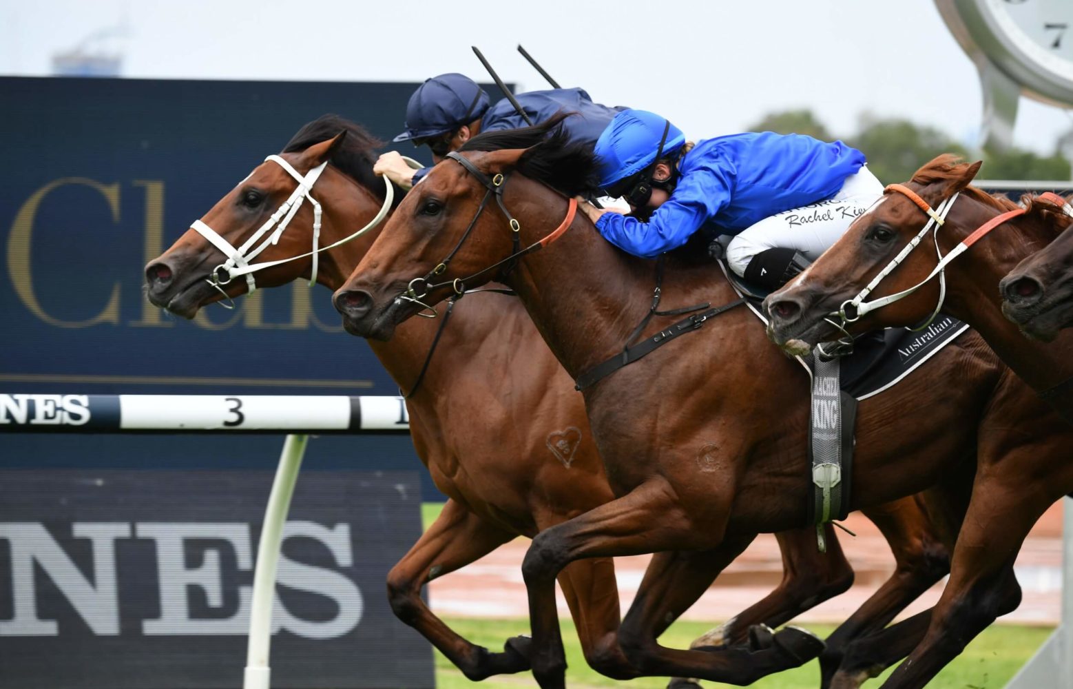 Zethus Horse Form (Photo: Steve Hart) | Races.com.au