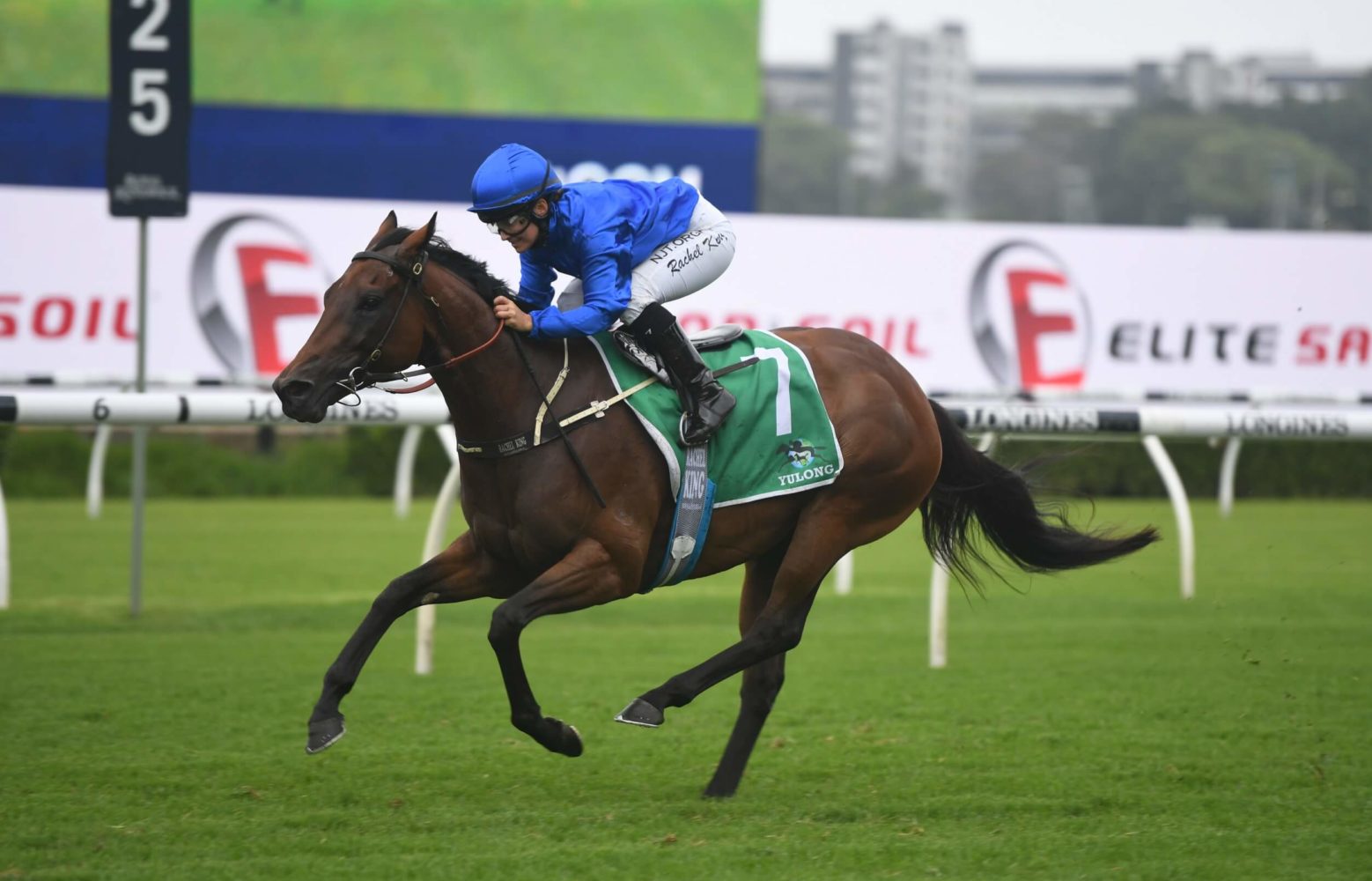 Colette Horse Form (Photo: Steve Hart) | Races.com.au