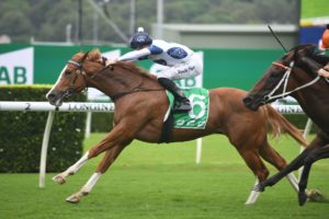 Every Rose Horse Form (Photo: Steve Hart) | Races.com.au