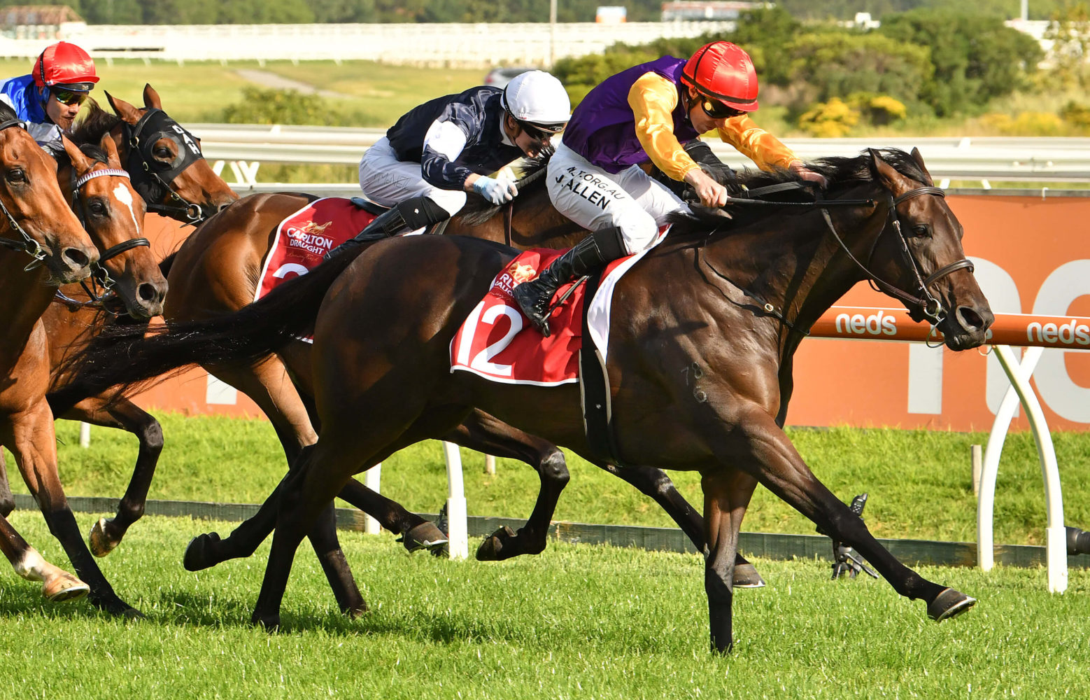 Paradee Horse Form (Photo: Ultimate Racing Photos) | Races.com.au