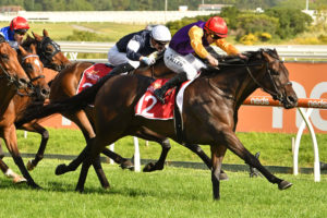 Paradee Horse Form (Photo: Ultimate Racing Photos) | Races.com.au