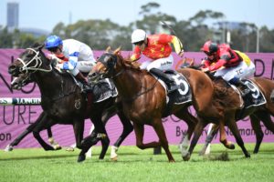 Shaquero (Photo: Steve Hart) | Races.com.au