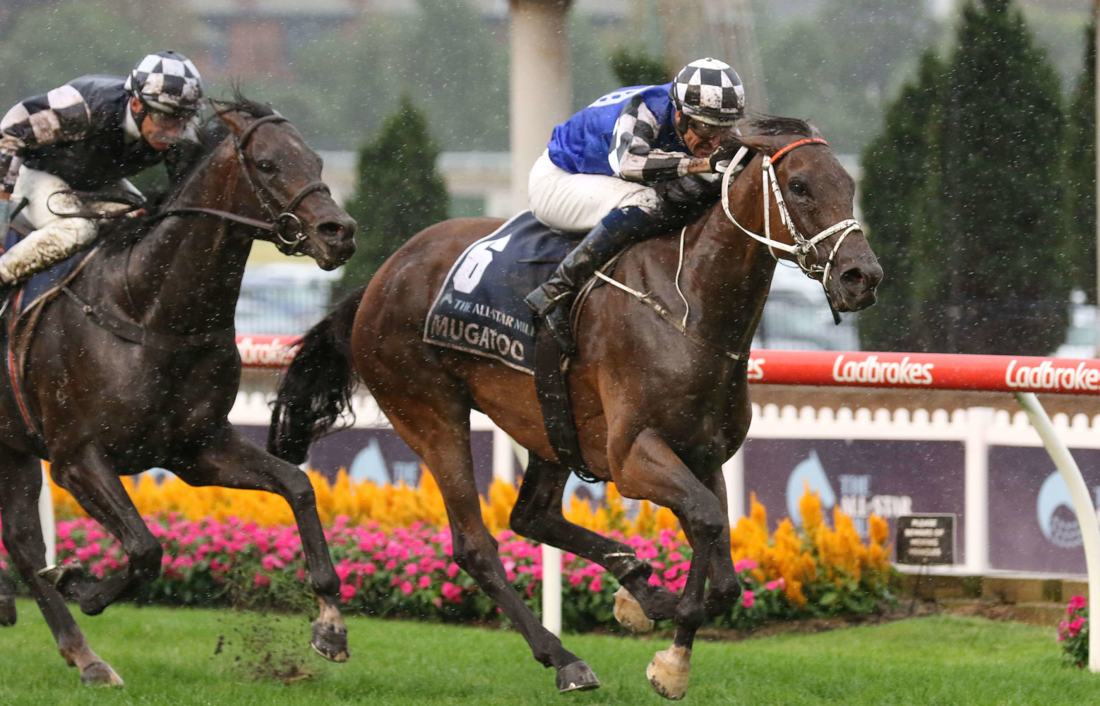 Mugatoo Horse Form (Photo: Ultimate Racing Photos) | Races.com.au