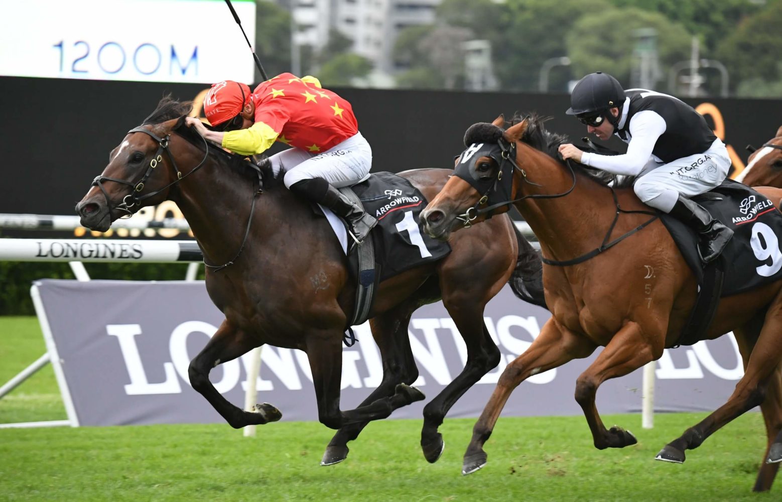 Wild Ruler Horse Form (Photo: Steve Hart) | Races.com.au