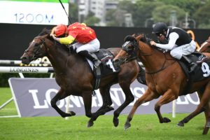 Wild Ruler Horse Form (Photo: Steve Hart) | Races.com.au