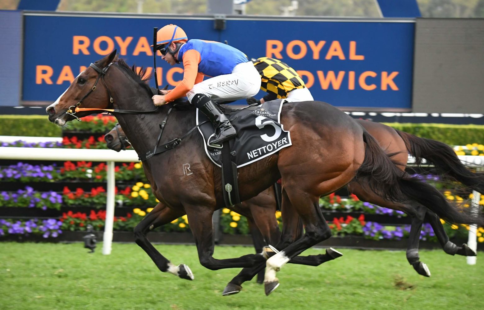 Nettoyer Horse Form (Photo: Steve Hart) | Races.com.au