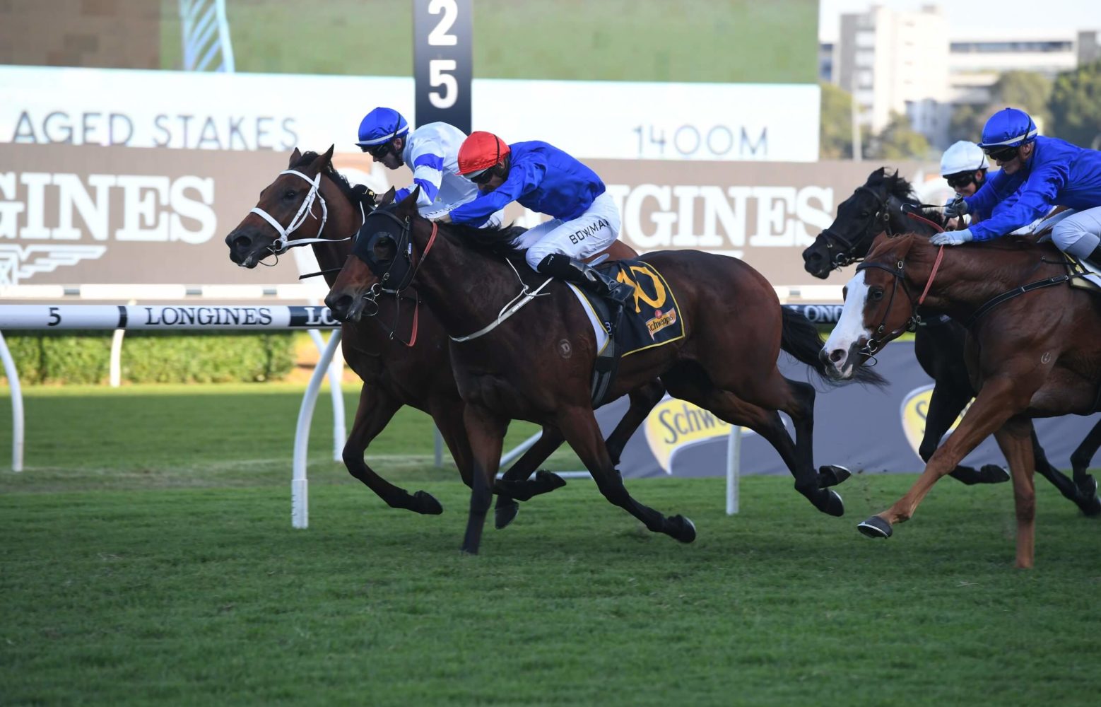 Kolding Horse Form (Photo: Steve Hart) | Races.com.au