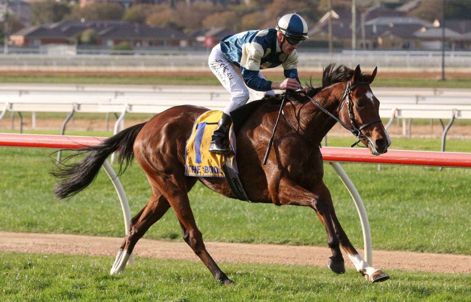 Le Don De Vie Horse Form (Photo: Ultimate Racing Photos) | Races.com.au