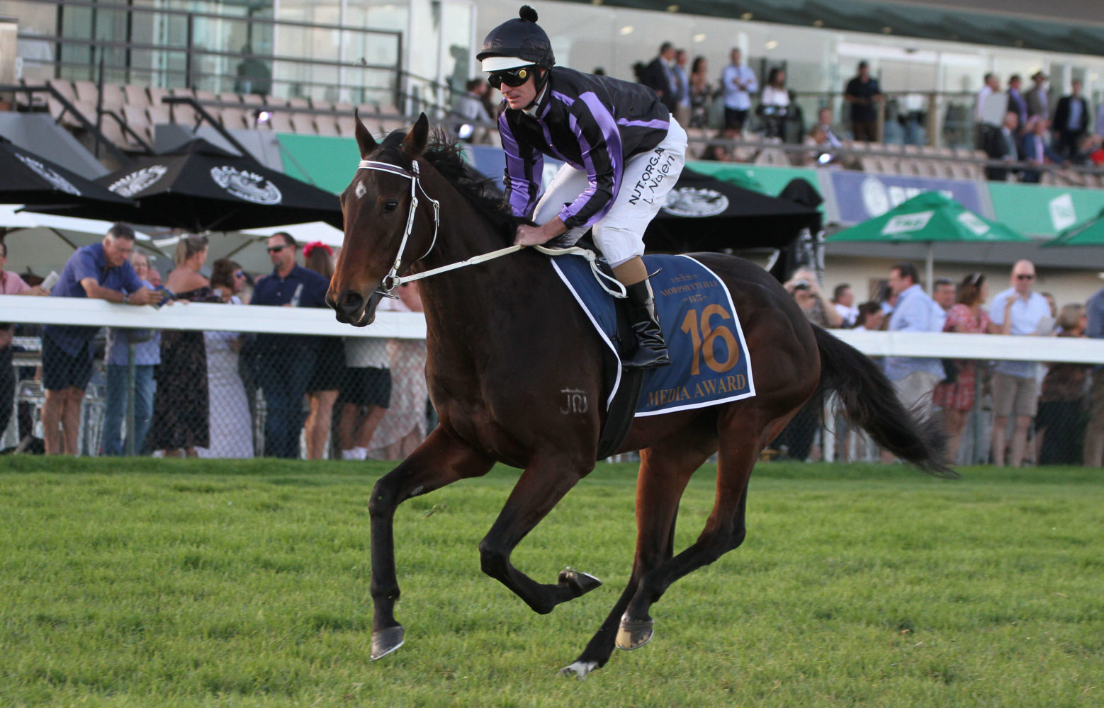 Media Award Horse Form | Photo: Jenny Barnes | Races.com.au