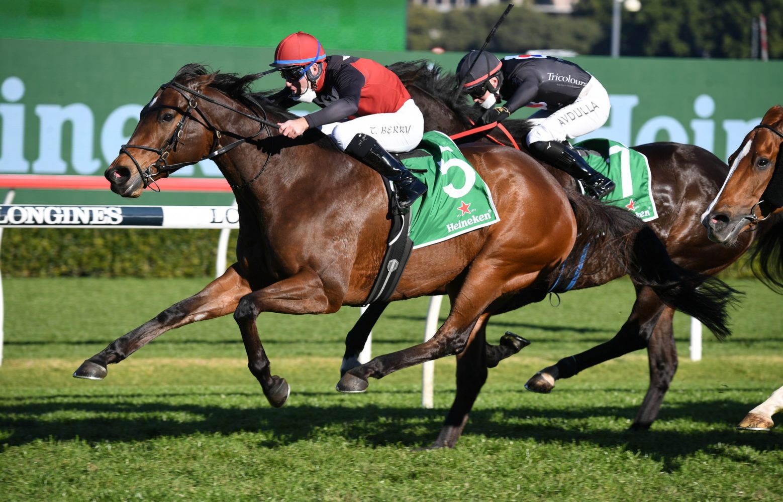 Phobetor Horse Form (Photo: Steve Hart) | Races.com.au