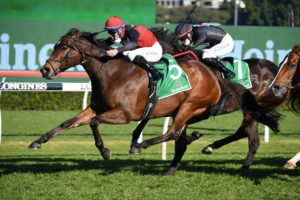 Phobetor Horse Form (Photo: Steve Hart) | Races.com.au