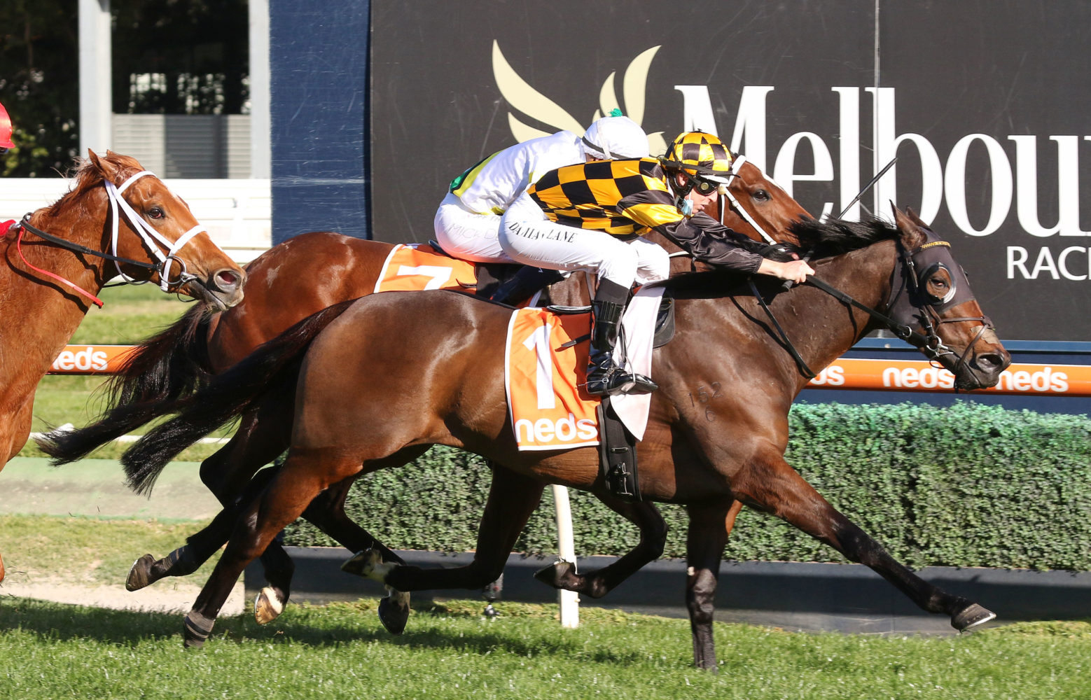 Probabeel (Photo: Ultimate Racing Photos) | Races.com.au