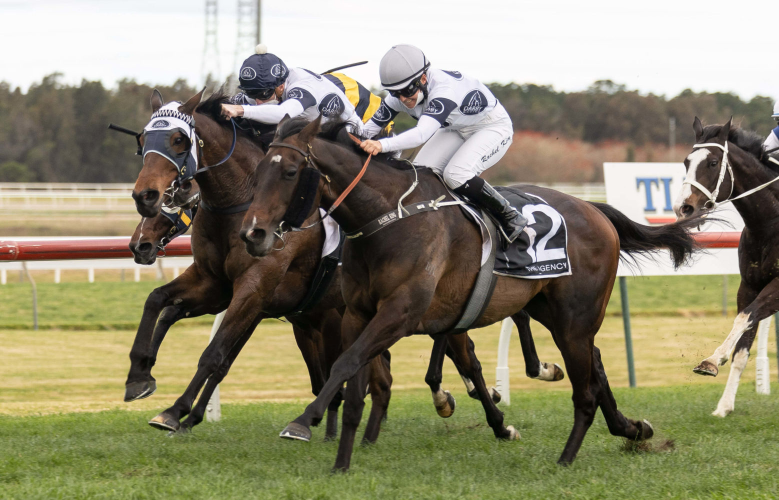 Harpo Marx | Photo: Steve Hart | Races.com.au