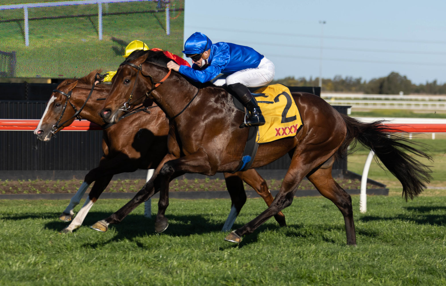 Anamoe (Martin King/Sportpix copyright) | Races.com.au