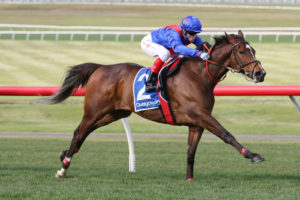 Zaaki (Photo: Ultimate Racing Photos) | HorseRacing.com.au
