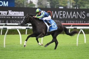 Xtravagant Star (Photo: Steve Hart) | Horseracing.com.au
