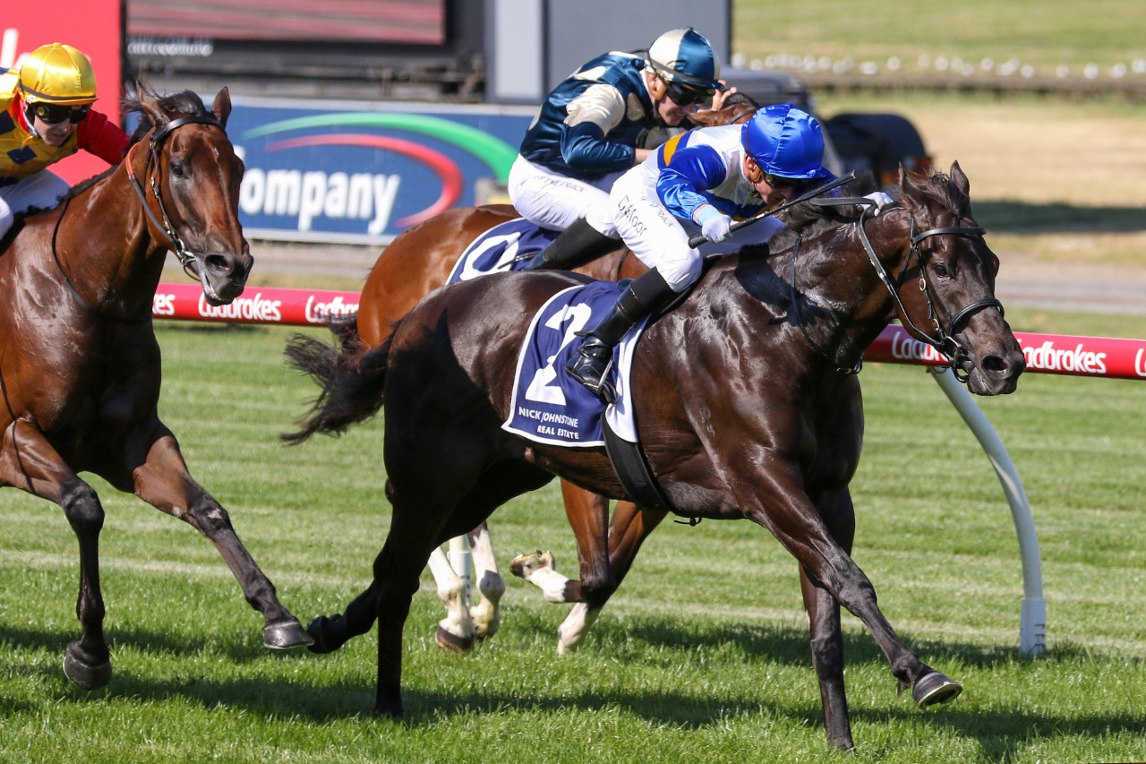 Jigsaw | Races.com.au