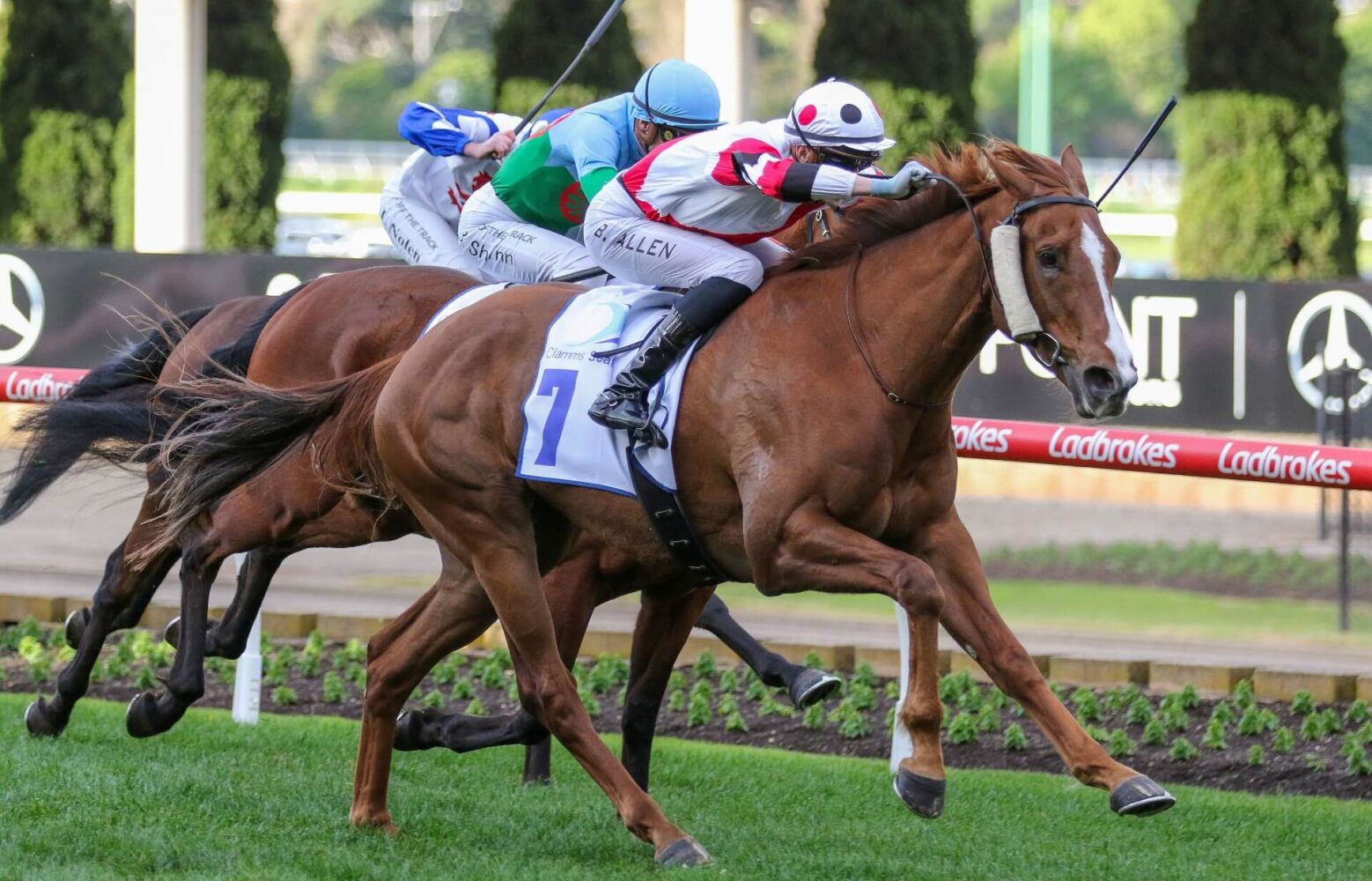 2023 Feehan Stakes winner Pinstriped